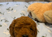 Toy poodles