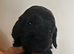 Beautiful Cockapoo F1 Pups