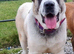 Female central asain shepherd