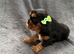 Beautiful RKCR Cavalier King Charles Spaniel Puppies