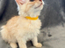 Maine coon 3/4 Cross Kittens LAST GIRL