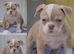 24 years bullbreed experience