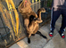Pair of beautiful italian cane corso mastiff