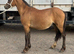 Registered welsh a yearling colt