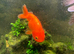 Fluval shaker and Xl goldfish