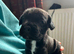 French bull dog x springer spaniel puppies