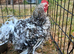 Handsome frizzle feathered pekin Cockerel