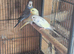 Baby budgies