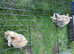 3 Female Baby Rabbits For Sale
