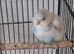 Baby budgies