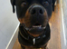 Handsome Serbian rottweiler