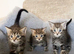 MAINECOON X BENGAL KITTENS