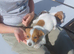 Jack russel puppys