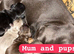 1 boy Dachund left Dachshund