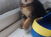 Beautiful mixed abyssinian breed kittens