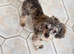 Blue Merle Small Toy Poodle