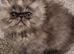 Stunning pure bred persian kittens bridgwater