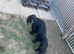 Puppy cockerjack