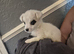 Poppy gorgeous maltipoo