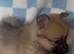 Pomeranian puppies