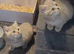 Stunning lilac/cinnamon BSH kittens ready now