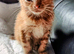 Ginger kitten