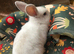 Beautiful mini plush lops