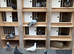 RACING PIGEONS FOR SALE – QUALITY BLOOD