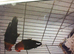 Pair of lovebirds