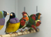 Gouldian finches