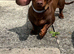 Dachshund male for sale