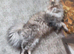 Beautifull Tri coloured female persian cat age 1 and a half