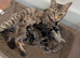 Gorgeous Kittens Ready For New Homes 26th August