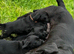 Female labrador retrevier