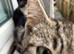 5 month old kittens