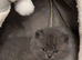 Kittens British Shorthair