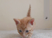 Ginger boy ready to be rehomed