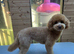 3 gorgeous Cavapoo pups
