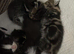 Ragdoll kittens for sale