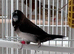 Breeding pair bengalese