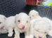 Gorgeous Maltese Toy puppies