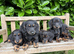 Miniature dachshund