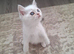 2 male & 2 female kittens for sale