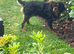 Cavalier King Charles Black and Tan boy