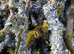 Lichen Sticks &pound;30 per pack (as photo)