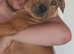 For Sale 4 month old mix female breed £300