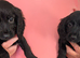 Cocker spaniel pups ready now quick sale