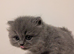Kittens British Shorthair