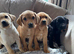 Stunning kc registered Labrador puppies
