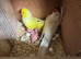 Breeding pair Ringnecks Lutino x albino